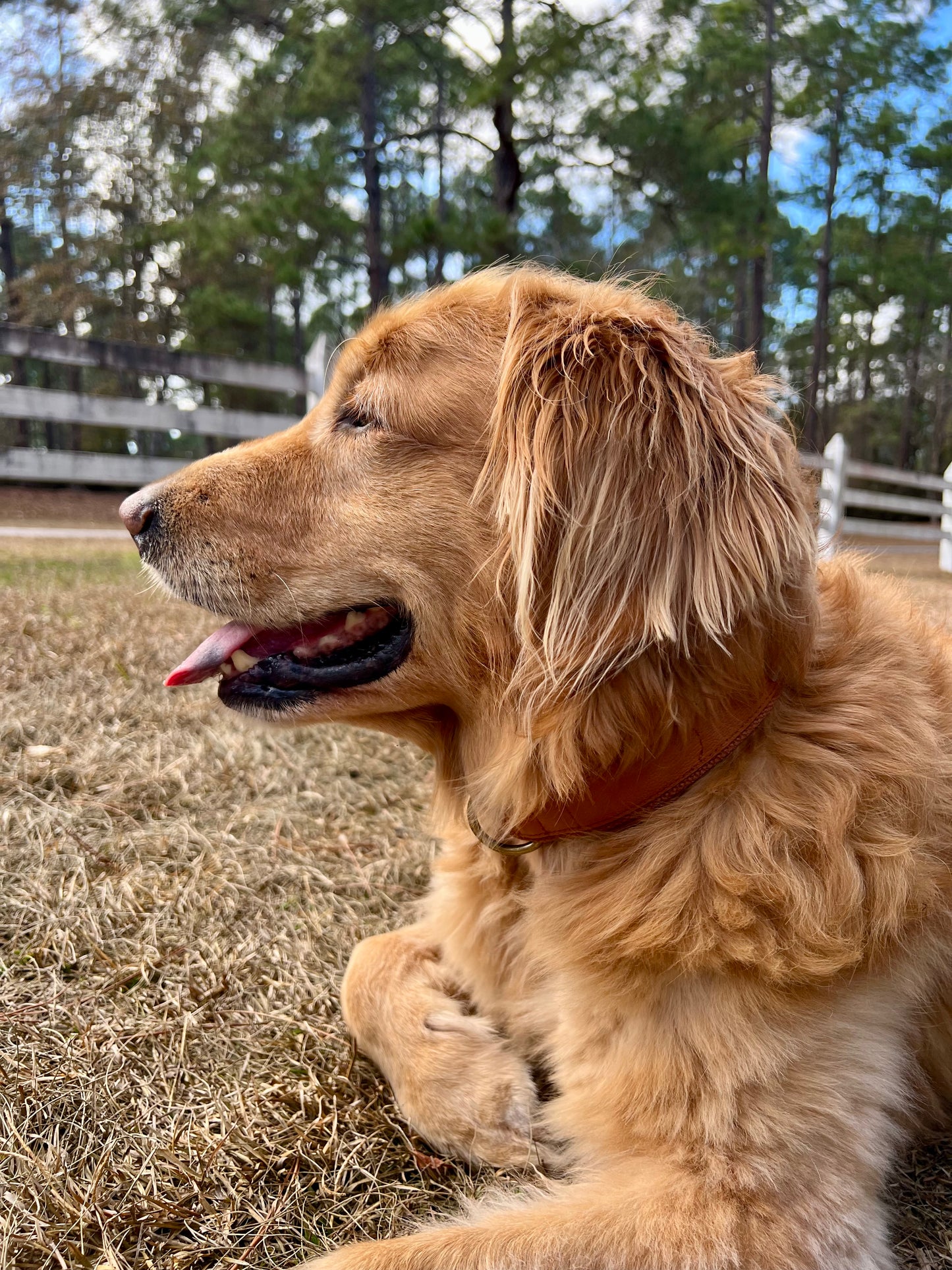 Original AirTag Dog Collar