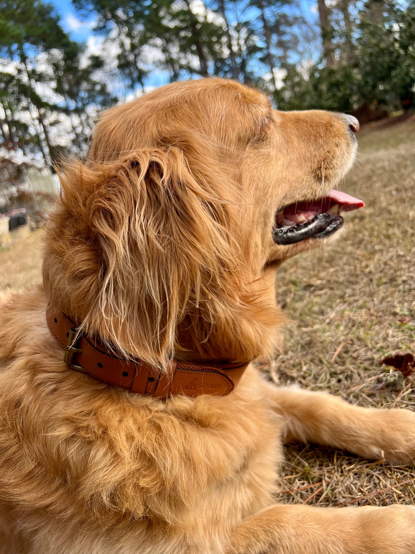 Original AirTag Dog Collar