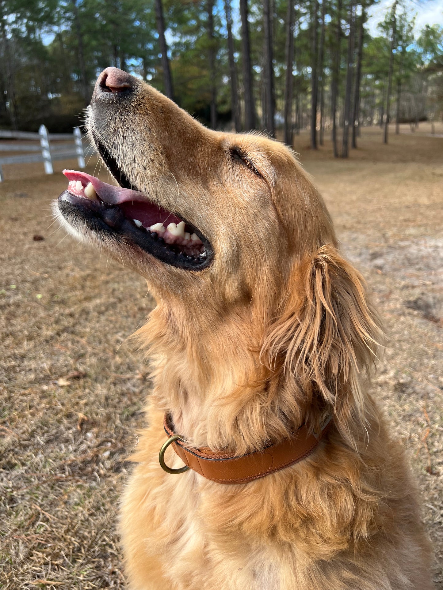 Original AirTag Dog Collar