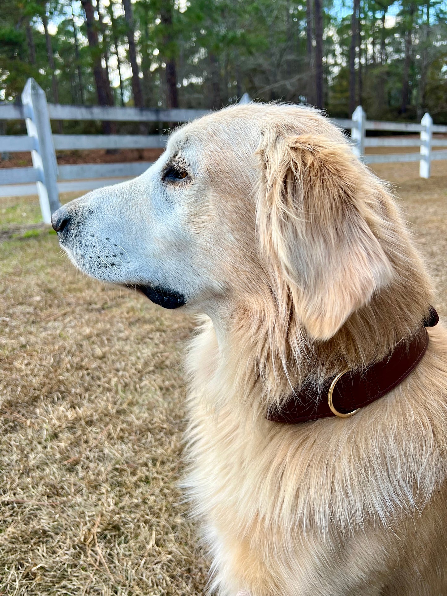 Leather AirTag Dog Collar